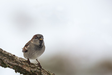 Moineau domestique