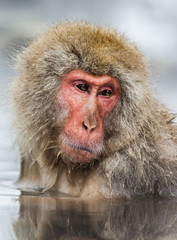 Japanese macaque sitting in water in a hot spring. Japan. Nagano. Jigokudani Monkey Park. An excellent illustration.