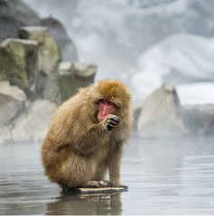 Japanese macaque sitting on stones in the water in a hot spring. Japan. Nagano. Jigokudani Monkey Park. An excellent illustration.