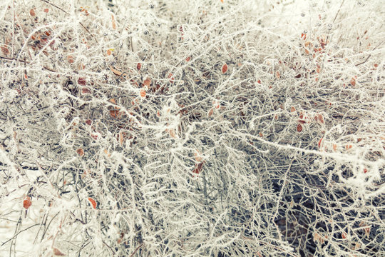 Tree branches frozen in the ice. Branch covered with snow in winter forest. Christmas greeting card or background image for the winter season.