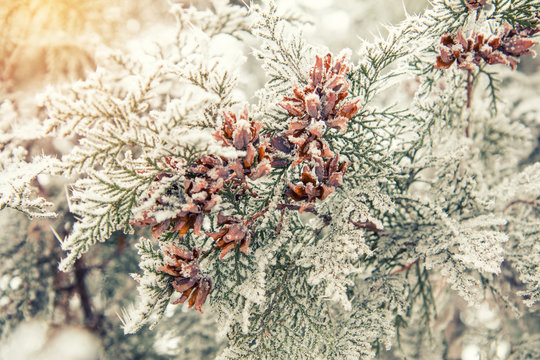 Branch thuja cypress tree with cones in snow. Winter background. Thuja cypress tree  branches covered with hoarfrost.
