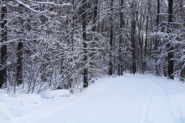 Panorama of the winter forest.
