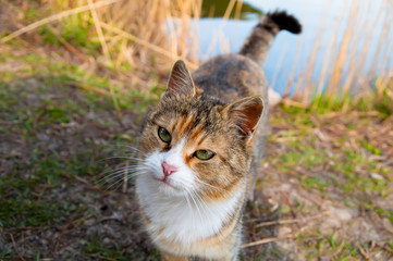 Fototapeta premium Friendly cat