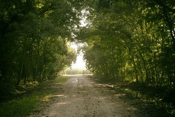Obraz premium Rural dirt road surrounded by trees