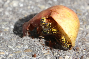 Vespula vulgaris, the common wasp, on an apple