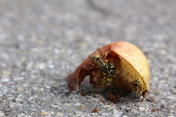 Vespula vulgaris, the common wasp, on an apple