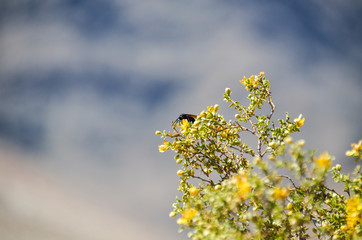 Desert beetle fly with large stinger on Larrea tridentata chaparral tree