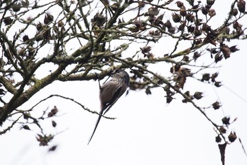 Long Tailed Tit (Aegithalos caudatus)