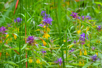 Blooming wild flowers on the meadow at spring time. Background.