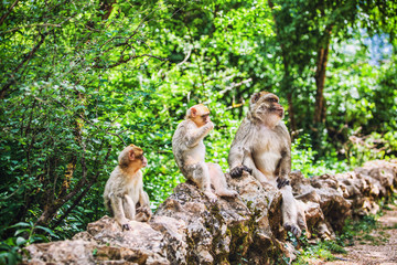 Trois macaque de Barbarie assis sur un muret de pierre naturelle , forêt des singes, Rocamadour,Lot, France 