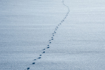 Footprints on shining snow. Cold winter period.