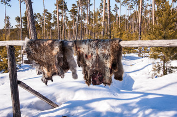 Reindeer pelt with blood spots drying. Winter time.