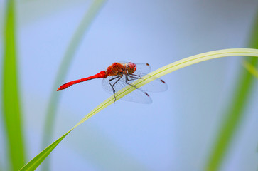 Beautiful closeup red dragonfly on the grass