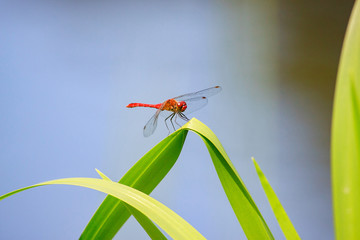 red dragonfly