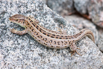 Pregnant lizard on a rock