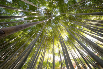 Fototapeta na wymiar Bamboo forest, kyoto, japan