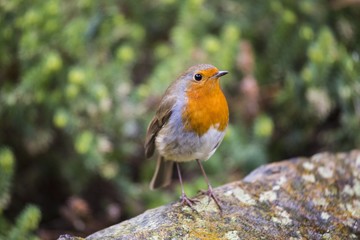 Robin Red Breast (Erithacus rubecula)