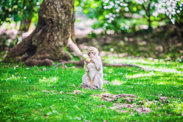 Jeune macaque de Barbarie, assis dans l'herbe, mange une pomme , forêt des singes, Rocamadour,Lot,...