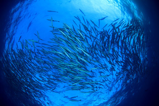Fish in ocean. Barracuda fish school. Blue sea water background and fish