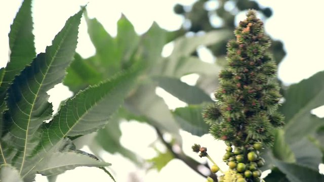 Rizinus, Ricinus communis
