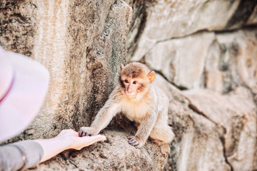 Naklejka premium Humain nourrit un jeune macaque de Barbarie, forêt des singes, Rocamadour,Lot, France 