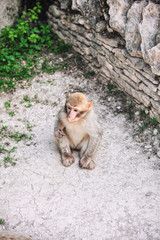  Jeune macaque de Barbarie assis, forêt des singes, Rocamadour,Lot, France 
