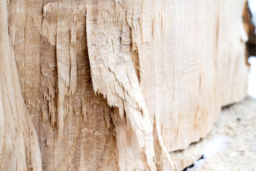 background texture of a tree cut down
