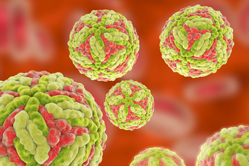 Japanese encephalitis virus, 3D illustration. An RNA virus from Flaviviridae family which is transmitted by mosquito bites and causes encephalitis