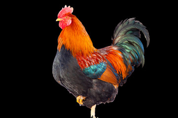 Photo of a beautiful New Year's holiday rooster isolated on a black background