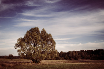 Wiosenny krajobraz wiejski - samotne drzewo