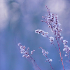 Zimowy poranek - zimowe rośliny w pastelowych kolorach © nibeneth