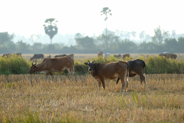 cow eating