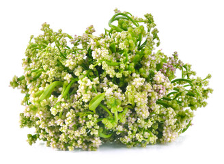 Obraz premium Ceylon Spinach