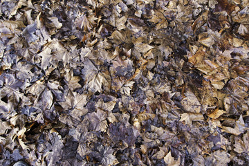 Dried autumn leaves
