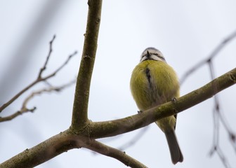 Eurasian blue tit (Cyanistes caeruleus)