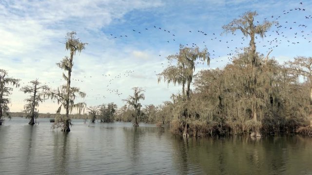 Birds flying over Louisiana swamp with cypress trees and moss in 4k with flat picture profile