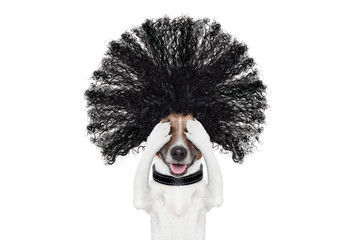 grooming dog at the hairdressers