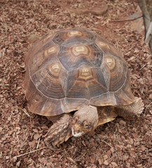 The head and the shell African Spurred Tortoise