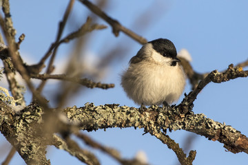 Small bird - Marsh Tit (Poecile (sin. Parus) palustris). It is IUCN Red List specie. Distributed in Europe, UK, east Asia. Winter, snow on the branches. Garden wildlife. Christmas bird. Winter bird.