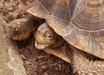 The head and part of the shell African Spurred Tortoise