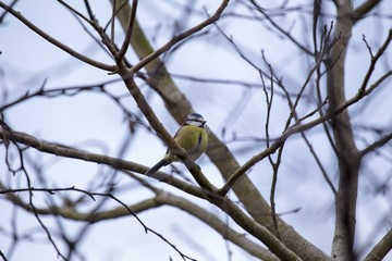 Eurasian blue tit (Cyanistes caeruleus)