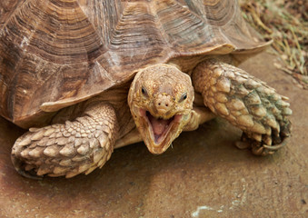 The head and part of the shell African Spurred Tortoise