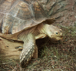 The head and part of the shell African Spurred Tortoise