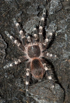 Acanthoscurria Geniculata