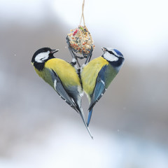 two birds tit  sitting on a bird feeder eating seeds