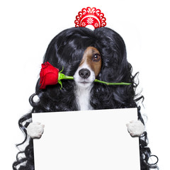 valentines in love spanish lola dog