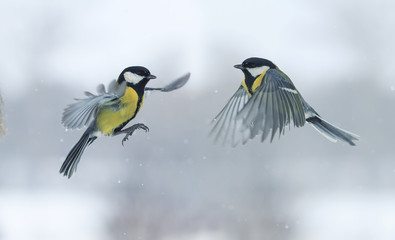 Two titmouses flying toward each other in winter Park