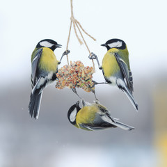 Obraz premium three Tits hanging on the feeder in the Park in the winter