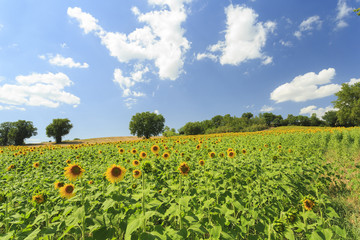 Field of sunflowers