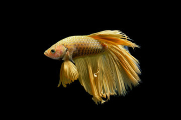 Yellow fighting fish isolated on black background